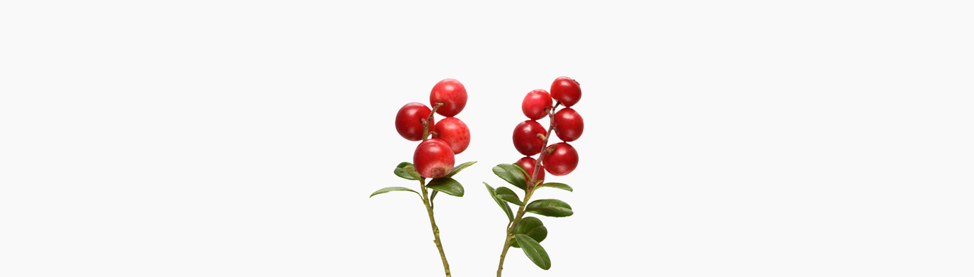 🫐︎ Bearberries