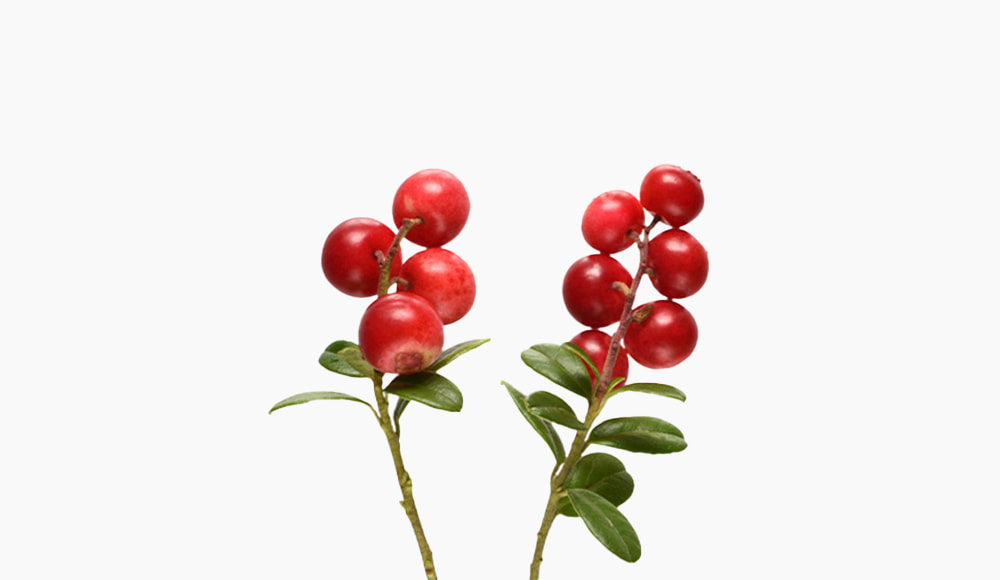 🫐︎ Bearberries