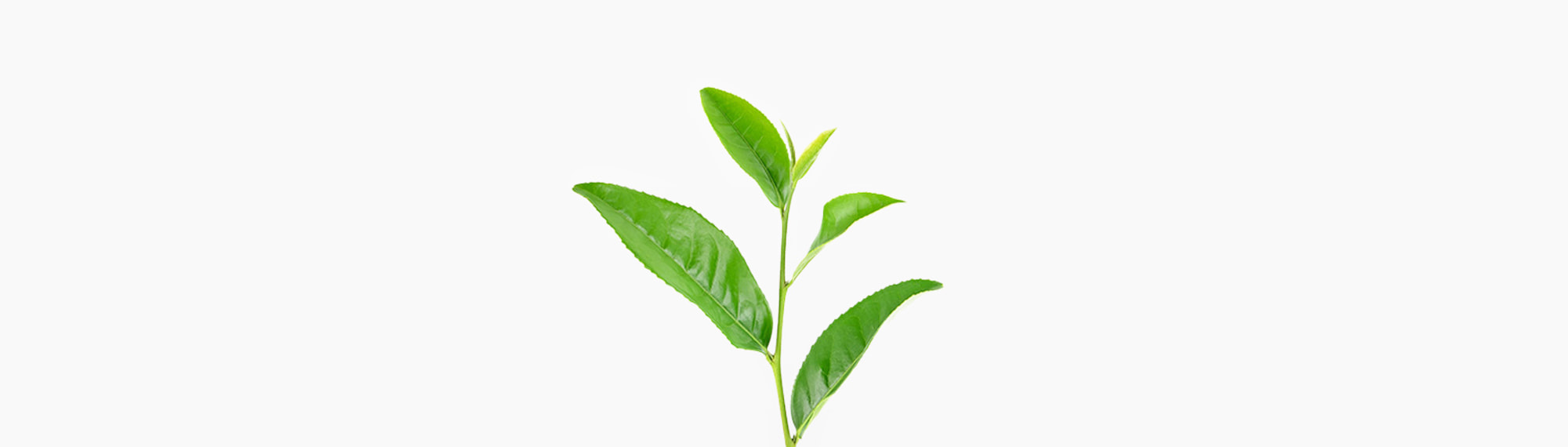 🌱 Grünteepflanze