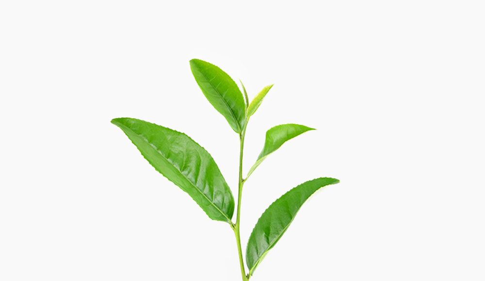 🌱 Grünteepflanze